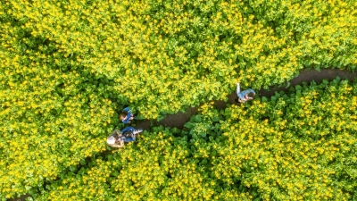 邂逅，油菜花海！