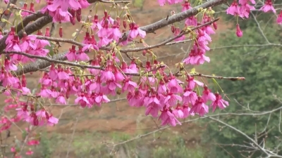 万株粉色悄然“上线”，平远八尺浪漫樱花迎春绽放！