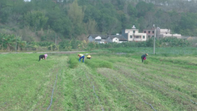 梅县区梅南镇：人勤春光好 菜农春耕忙