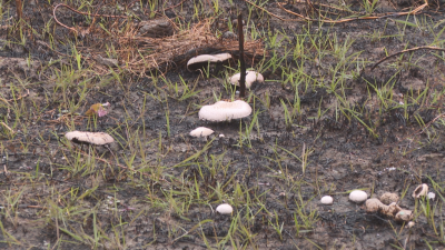 尝鲜需谨慎！路边的“野”蘑菇你莫要采