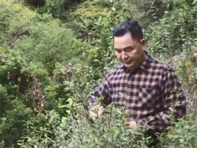 老茶匠何火球：坚守绿色产业 传承制茶技艺