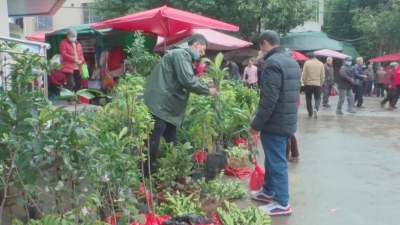 梅县区苗木销售“俏”春风 绿化增收“两相宜”