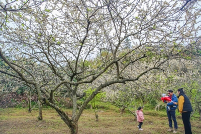 振兴春风到！看花海如何“闹”热梅江乡村