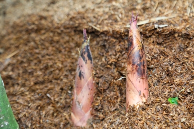 致富竹“如雷贯耳”！村民生活“节节攀升”！