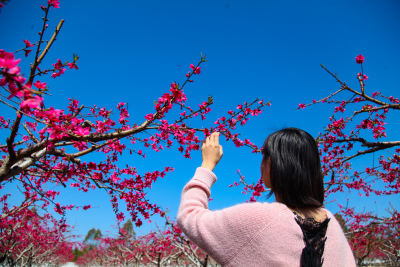 寿乡蕉岭·桂花