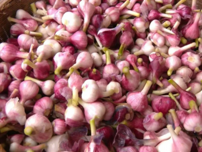 蒜香遍地！平远大柘镇东片村百亩大蒜喜获丰收