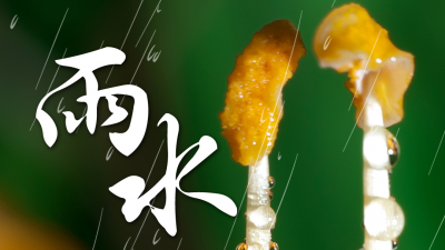 今日雨水：你准备好拥抱春天了吗？