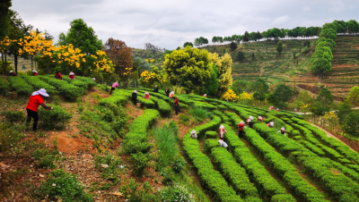 平远县万亩春茶开摘 开启美丽乡村“茶经济”