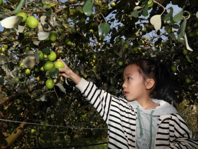 尝鲜要趁“枣”！蕉岭三圳镇招福村枣香弥漫，村民日子像青枣一样甜~