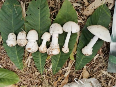 听医生一句劝，野生蘑菇这水太深，你把握不住……