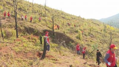 梅县区1500株树苗“落地安家”，为西部快线增绿添彩