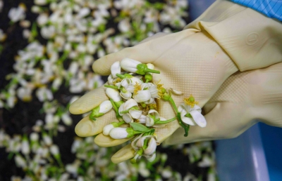 如何发掘柚花背后蕴藏的“大生意”？梅州玩出“柚”新花样