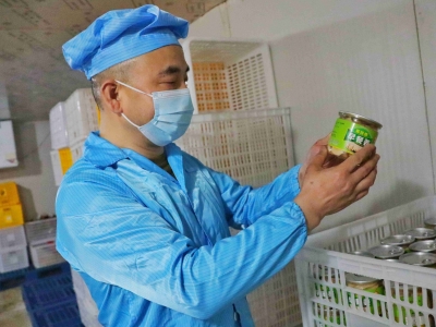 劳动创造幸福！兴宁“外来女婿”唱响芋荷经，带领乡亲致富奔小康