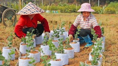 计划新建5.7万亩高质量水源林！梅州各大苗圃基地开启“忙碌模式”