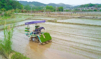 梅州春播任务已完成过半！你家秧苗插完了么？