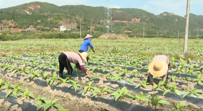 金融活水浇灌沃土助力梅县区“三农”