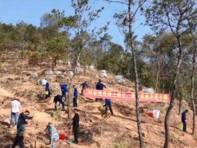 护绿意识“种”在心中！丰顺吹响全民植树号角，为大地增绿添彩