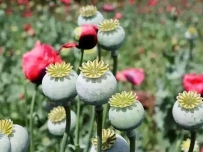 “罪恶之花”一株不留！梅州春季禁种铲毒在行动，发现非法种植快举报