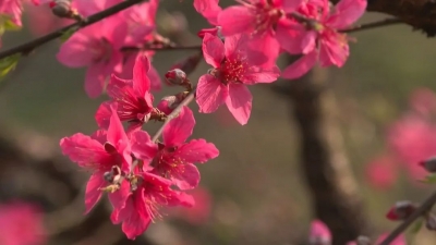 春色撩人！平远八尺两百余亩鹰嘴桃花开~
