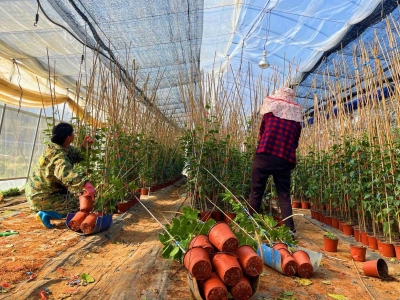 “甜蜜产业”备耕忙！蕉岭县蓝坊镇峰口村的百香果苗基地一派繁忙景象
