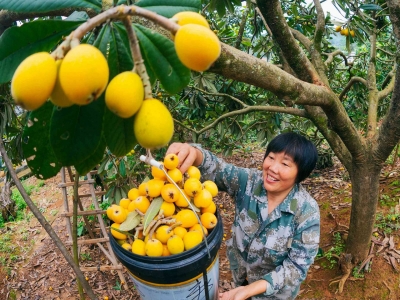 香！甜！预！警！梅江区枇杷采摘正当时，快去抢占这第一口甜~