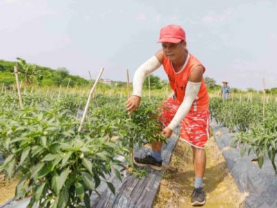 插上科技“翅膀”，丰顺特色蔬菜产业做出“大文章”！