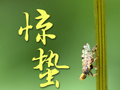 今日惊蛰！
