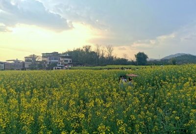“她经济”带来旅游市场“开门红”！梅州开启春季赏花旅游季