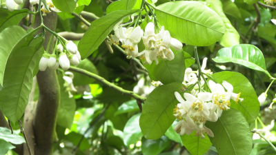 洁白柚花，盛情绽放！两个字：真香！