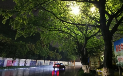 路树跟着春天脚步一起茂盛！可路灯，被“躲猫猫”！