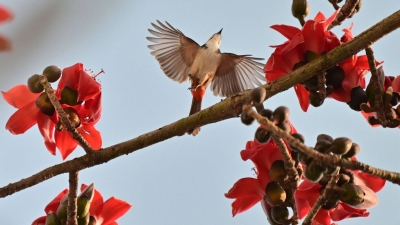 春日里的一抹红！娇艳似火的木棉花怒放梅城街头