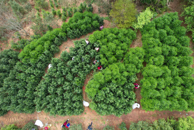 茶叶滞销？国企助开销路！他们进村入户帮助茶农加工、收购茶青...