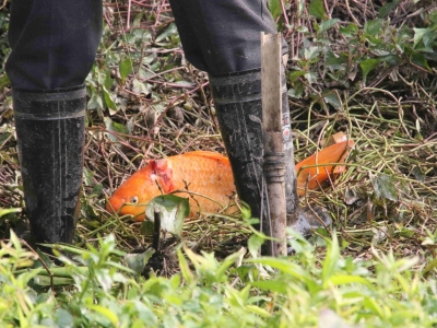禁渔期，梅江河有人用“捕鱼神器”射杀江鱼？律师提醒：涉嫌违法！