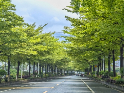 嫩芽新绿弄春风！我们走在蕉岭这条通往“春天”的路上...