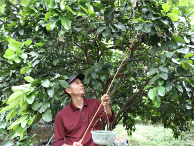 “柚”到花开季！梅县区城东镇书坑村的“蜜蜂人”柚花丛中授粉忙