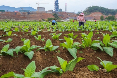 科技引领“好方子”，种好致富“金叶子”！蕉岭把烟叶“技术套餐”送到田间地头