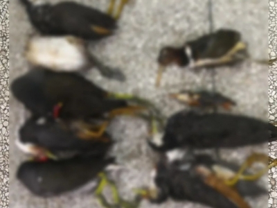 兴宁警方快速破获一起非法狩猎野生鸟类案