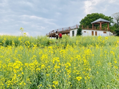 油菜花海上线“撩”你啦！