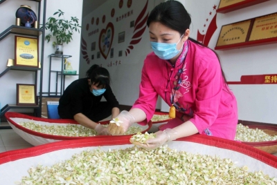 梅州柚+嘉应茶=柚花茶！她，把市农科院茶叶研究所科研成果转化落地