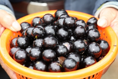 蕉岭长隆村“黑珍珠”托起“致富路”！