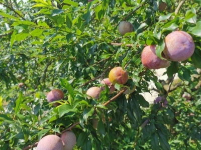一枝长三华李，一枝长奈李！共生一树！农技特派员到平远传经送宝，果农笑了~