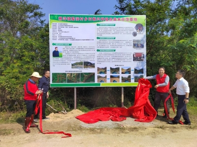 年产量30万斤丝苗米基地落户五华棉洋