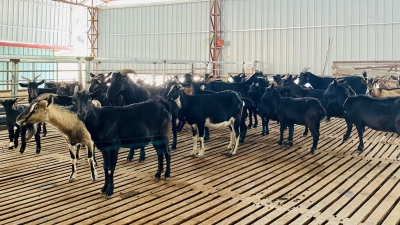 咩~大埔青溪镇这群“黑宝贝”唱响“致富曲”！