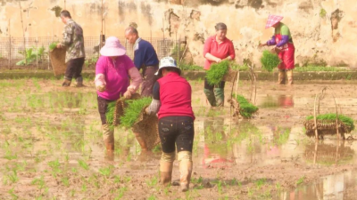 ​梅县区：抓实农业生产 保障粮食安全