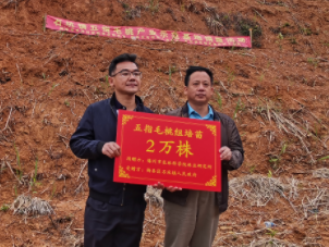 梅州市农林科学院向梅县区石坑镇捐赠2万株五指毛桃组培苗
