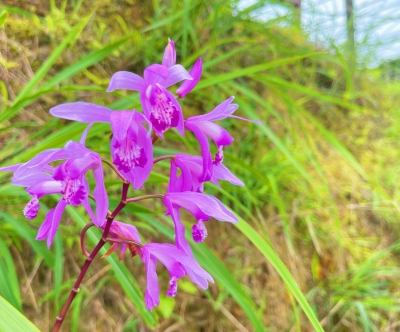 白及花开“钱”景好！它可是蕉岭县南磜镇金山村的“宝藏”