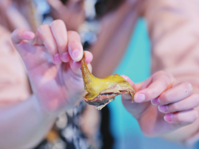 真香！“陈小鸽风味乳鸽”入选广东省现代农业产业园百家手信（畜禽预制菜）名单