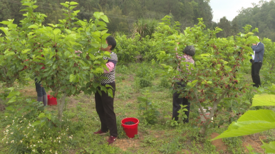 【蕉岭·谈发展】咬定产业不松劲 乡村振兴绘新篇