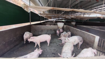 猪舍污水流入小溪污染空气水质！丰顺县相关部门要求涉事养猪场完善配套设施