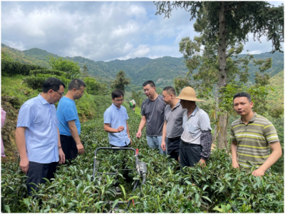把科技基地建在高山茶园！​梅江区西阳镇来了省农科院农村科技特派员